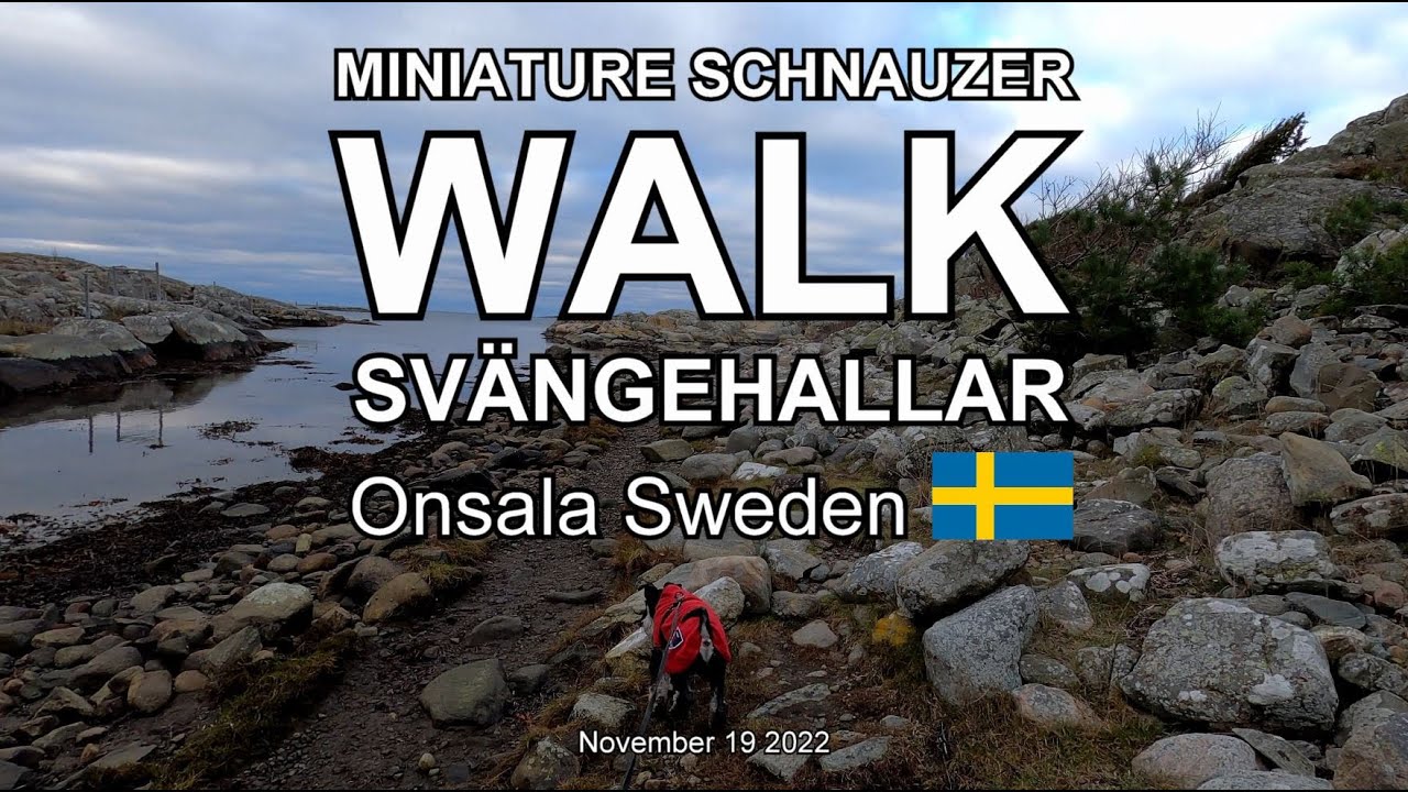 MINIATURE SCHNAUZER WALK SVÄNGEHALLAR (4K)