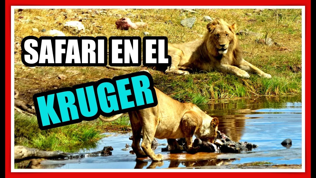 Parque Nacional Kruger en SUDAFRICA 🦁 Consejos 🦏 para hacer 🐘 SAFARI 🐃 por tu cuenta 🐆 !!