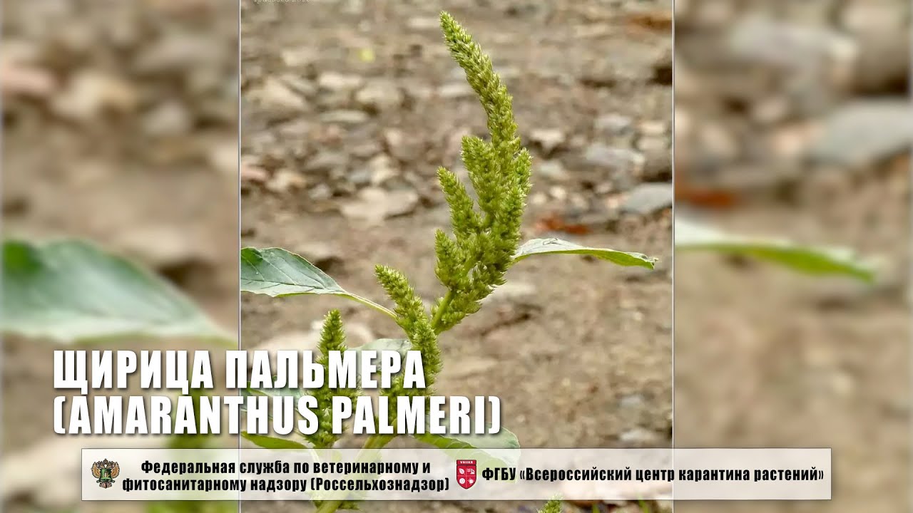 Щирица Пальмера (Amaranthus palmeri)