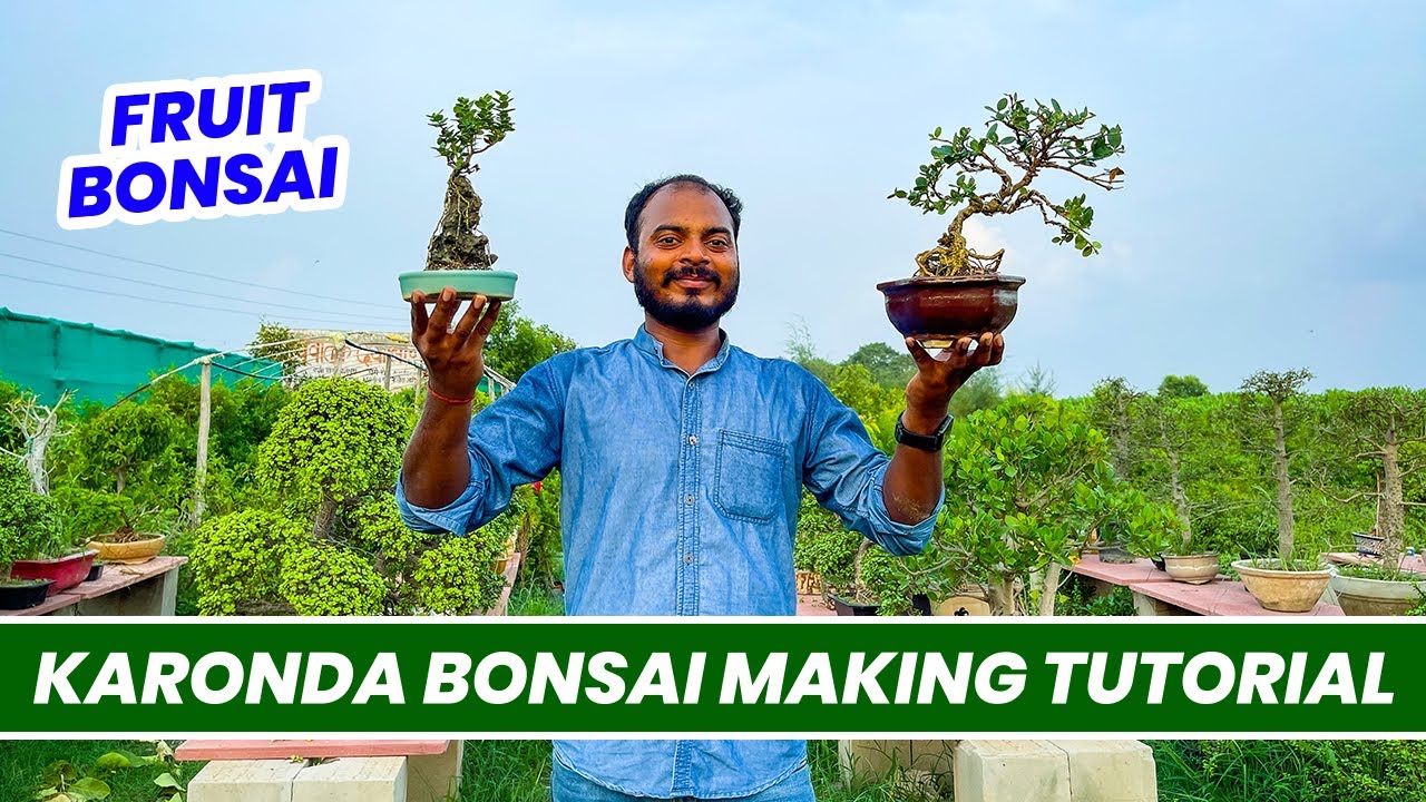 Know How to Make Karonda Fruit Bonsai 🤩 Step By Step Tutorial in Hindi 🪴 Bonsai Making Tips 😯