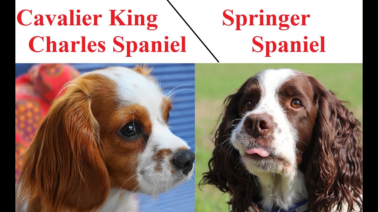 Springer Spaniel a Cavalier King Charles Spaniel - PORÓWNANIE