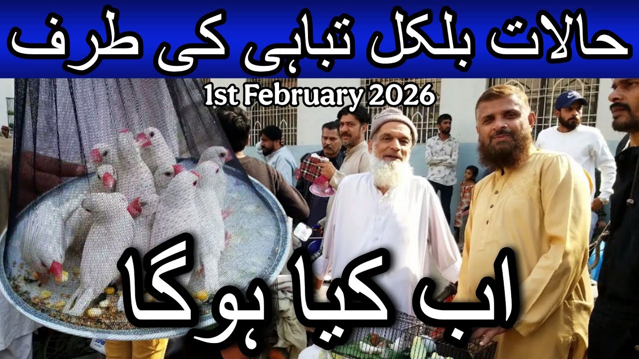Lalukhet birds market part 2 1 February 2026 | Cheapest price birds market in Karachi Pakistan