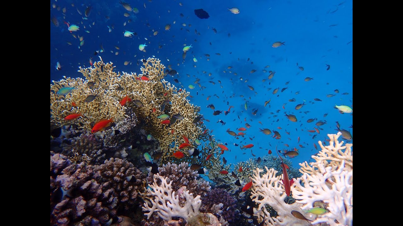 Snorkeling Gorgonia 2019 part 1 - Marsa Alam - Egypte