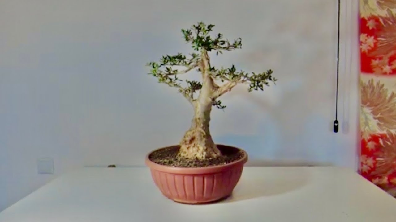 Trabajo de madera muerta en Acebuche de Carlos CC World