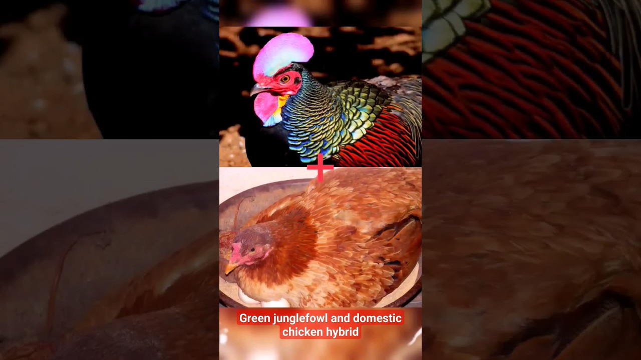 Green junglefowl and domestic chicken hybrid  #chicken #green_junglefowl #hybrid