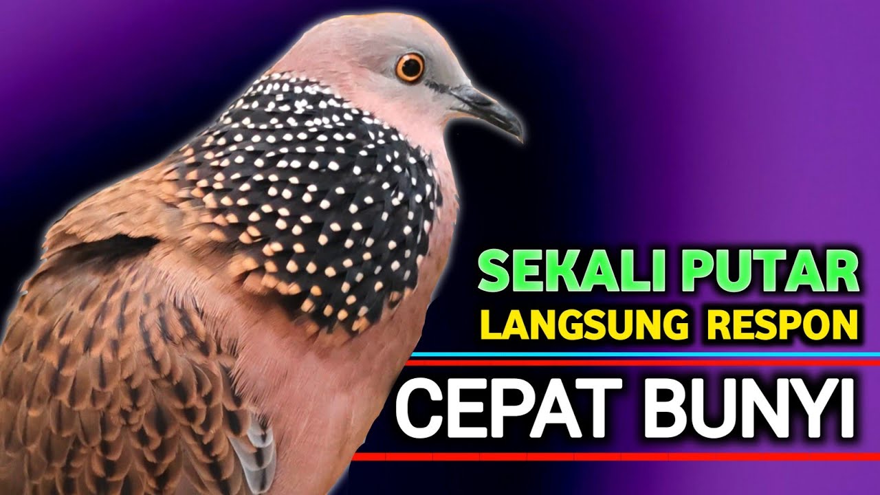 TEKUKUR GACOR - Suaranya Paling Ampuh Untuk Pancingan & Pikat