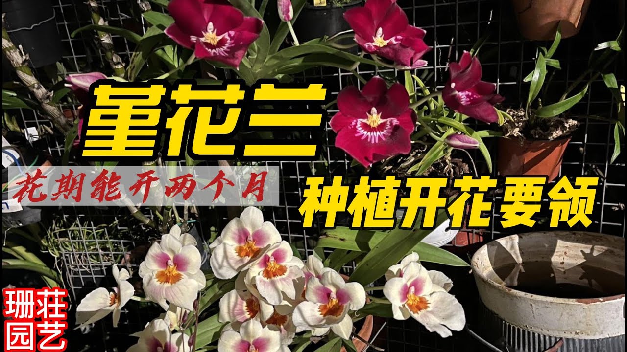 222 堇花兰种植开花要领 花期能开两个月