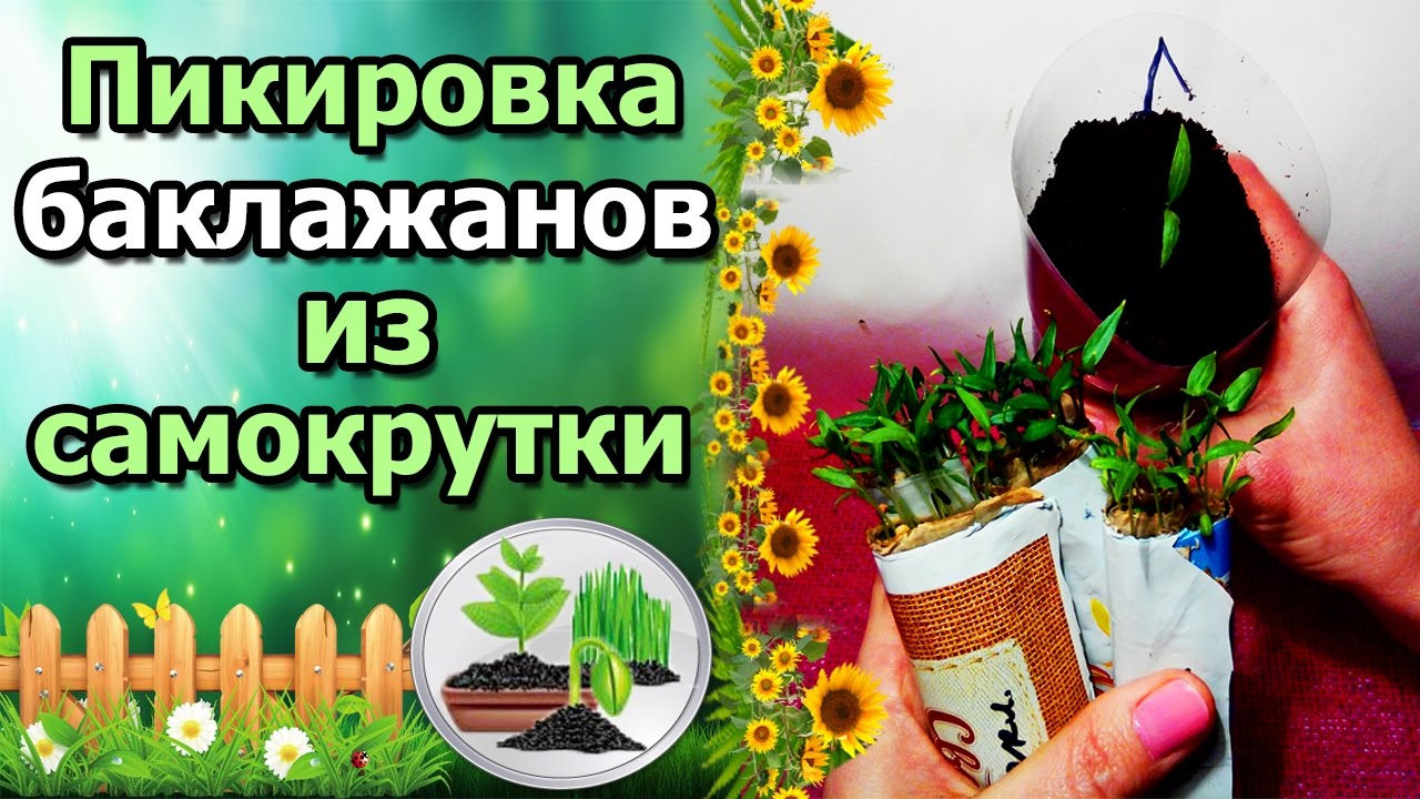 РАССАДА ПО-МОСКОВСКИ, ОТВЕТЫ НА ВОПРОСЫ. ПИКИРОВКА БАКЛАЖАНОВ ИЗ САМОКРУТКИ.