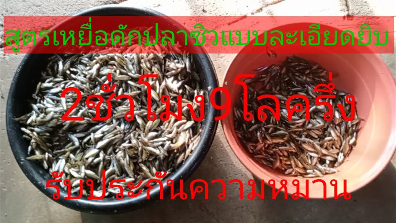 สูตรเหยื่อดักปลาซิวดักกุ้งแบบละเอียดยิบและเทคนิคการดักให้ได้เยอะๆ