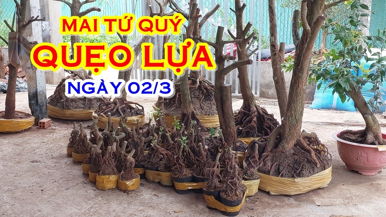 ANH CẢNH 📲 O947I435I2 GIÁ TỐT - MAI TỨ QUÝ DÁNG ĐẸP GIAO LƯU NGÀY 02/3 