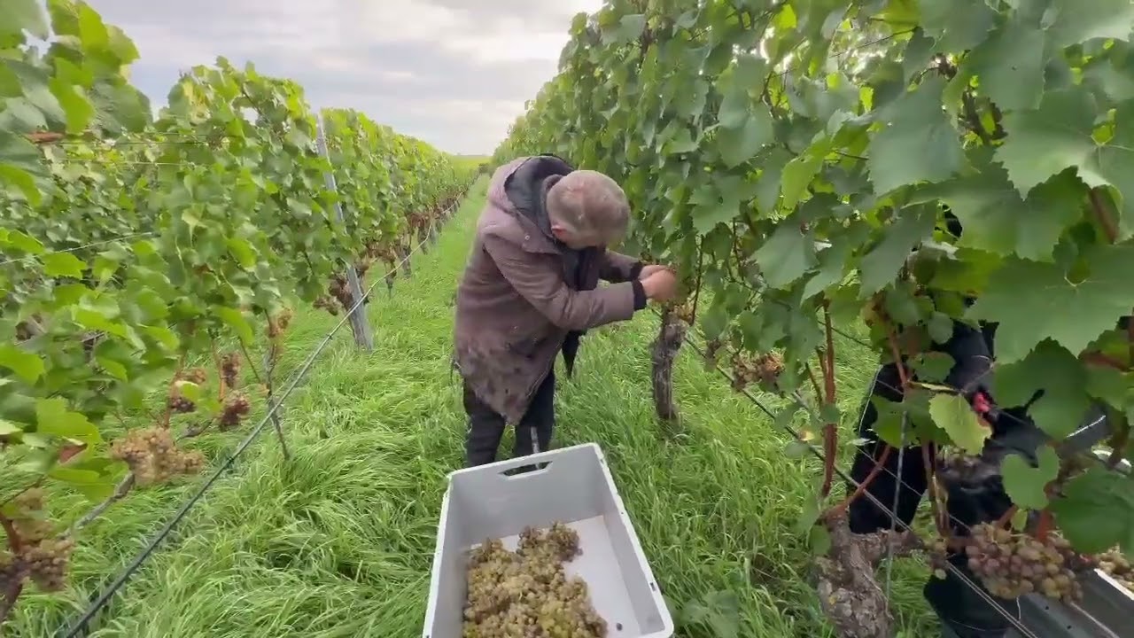 2025er Chardonnay SJ Weinlese