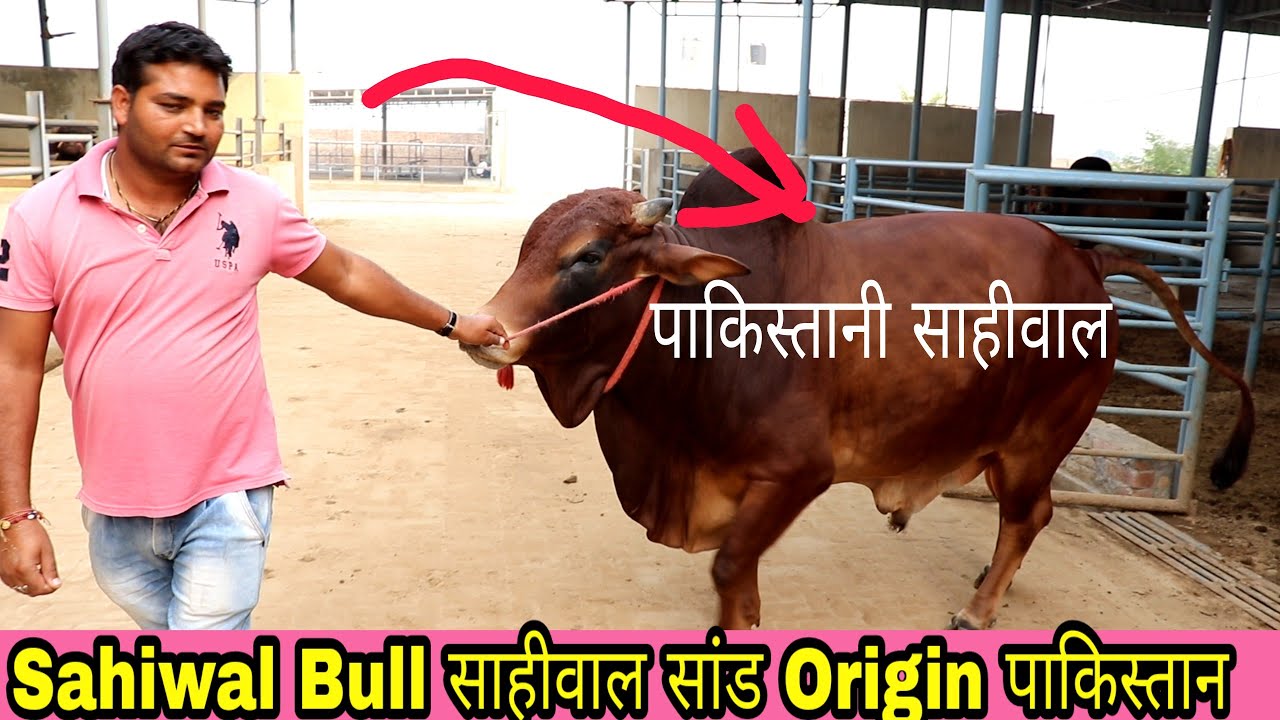 Sahiwal Bull @ HBSSRC Hisar milk record 5020ltr
