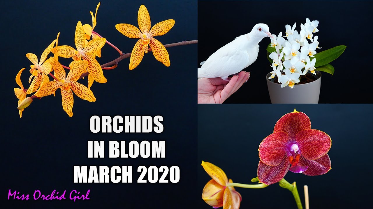 Orchids in Bloom - March 2020 | It's Phalaenopsis Season!