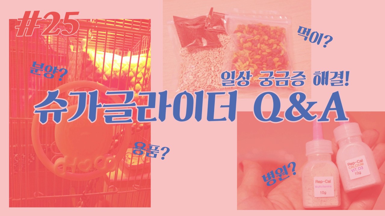 #25 슈가글라이더 Q&A (Sugar Glider Q&A)