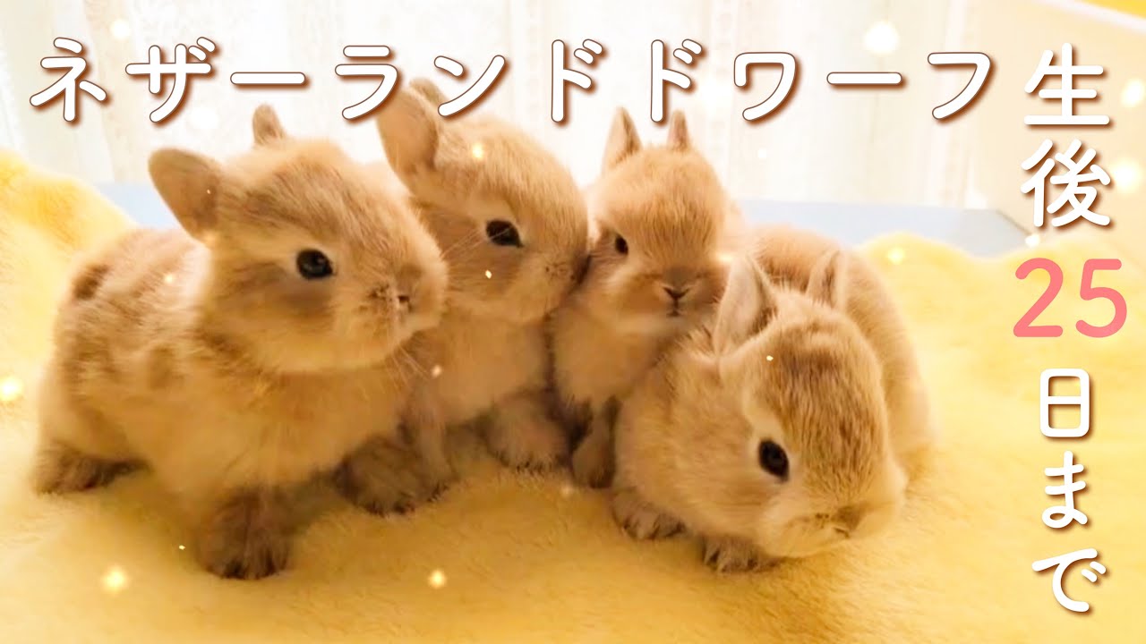 【子うさぎ】4月18日にネザーランドドワーフの赤ちゃんが誕生しました✨