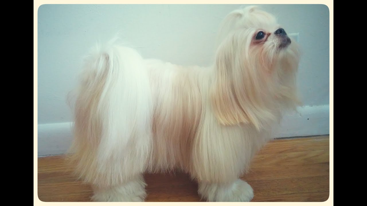 como cortar el pelo a un shih tzu, corte a tijera, cortar las puntas para emparejar su pelo