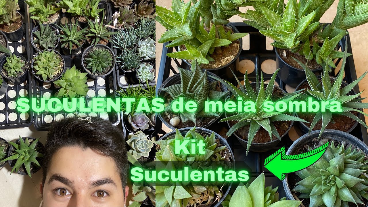 KIT DE SUCULENTAS DE MEIA SOMBRA - Identifica&ccedil;&atilde;o  e cuidados ❤️