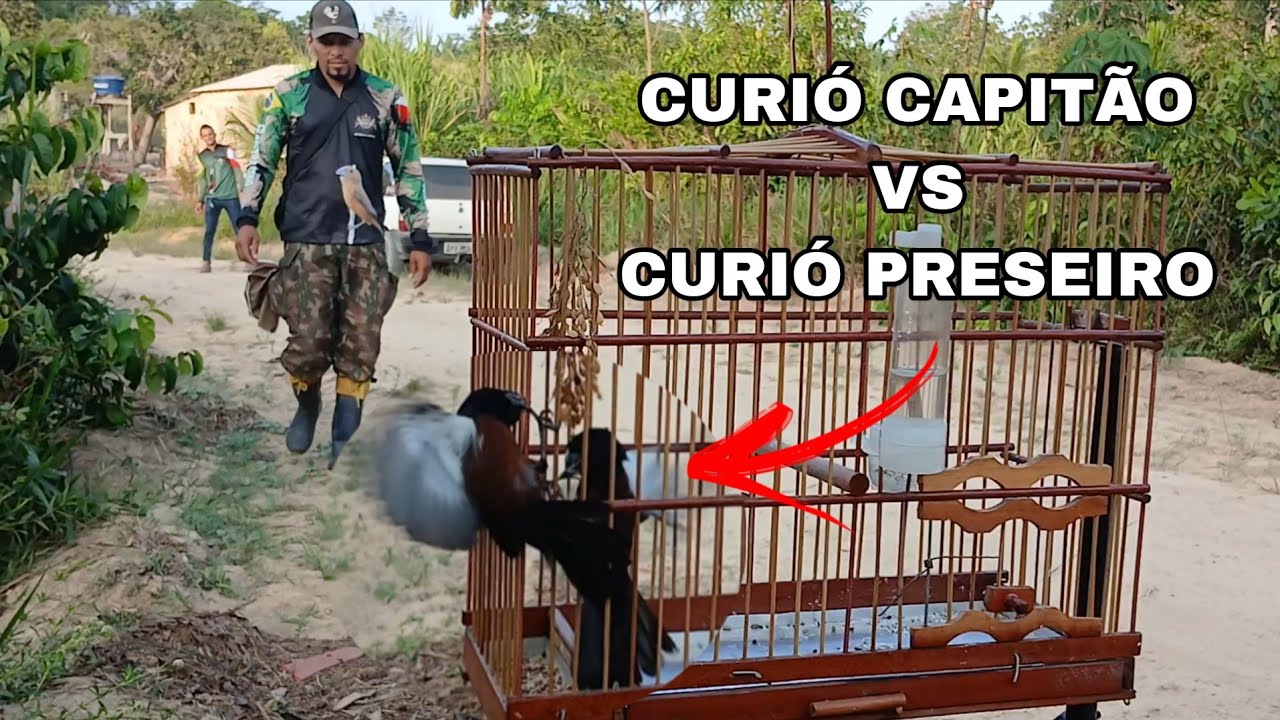 A PRESA FOI BOA, MAS DEU RUIM NO FINAL - CURIÓ CAPITÃO NA PRIMEIRA BRIGA.