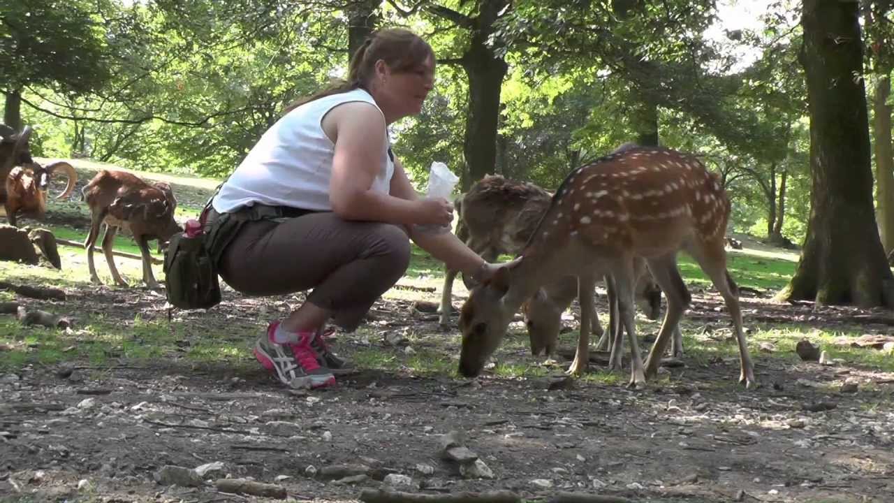 Wildpark Ernstbrunn - Füttern von Tieren (Hirschen, Rehen, Wölfen, Hasen, Rindern, etc.)