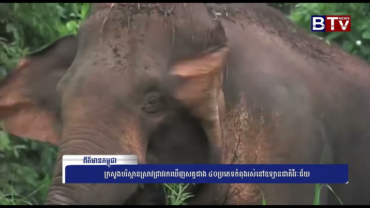 ក្រសួងបរិស្ថានស្រាវជ្រាវរកឃើញសត្វជាង ៤០ប្រភេទកំពុងរស់នៅឧទ្យានជាតិវីរៈជ័យ