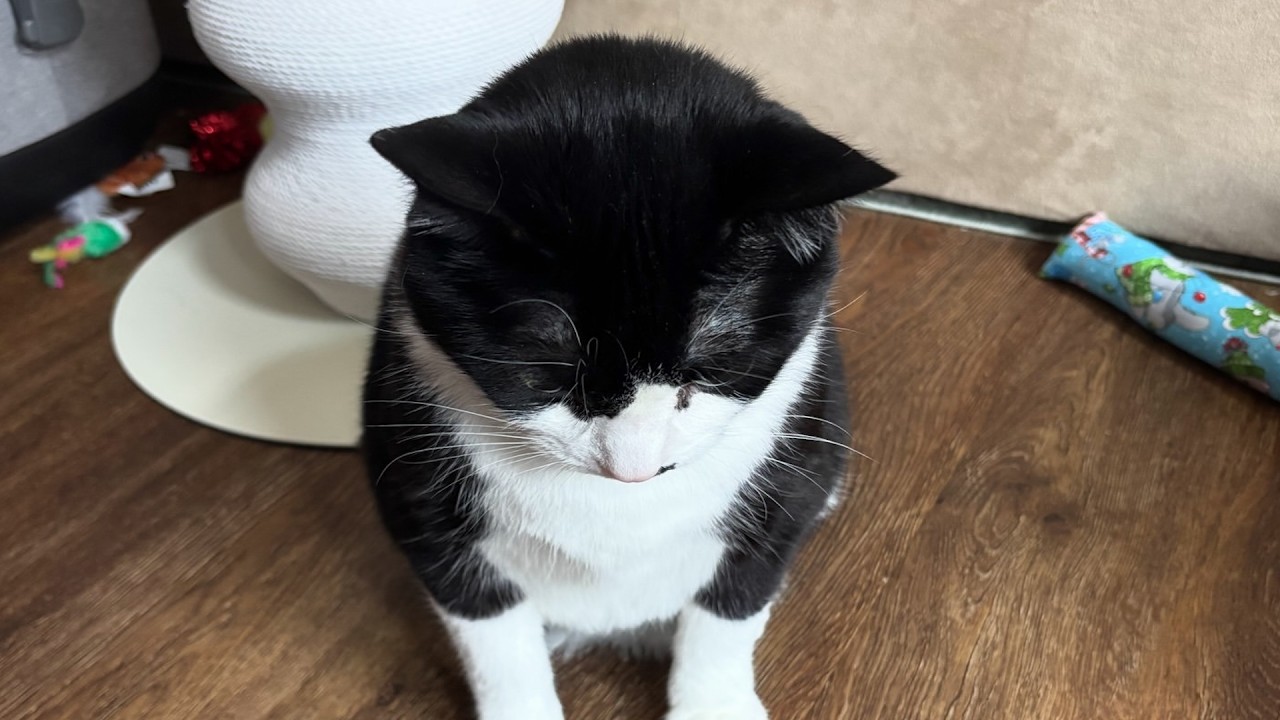 Cat kept getting rejected for being shy