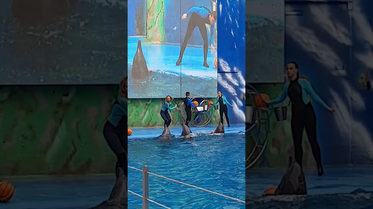 Beautiful Dolphin Show in Odessa