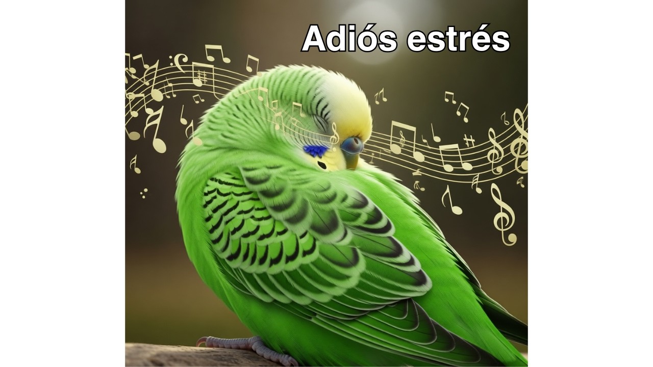 🎵 Música para Periquitos: Relajación profunda para reducir el estrés y volver a la calma 💛