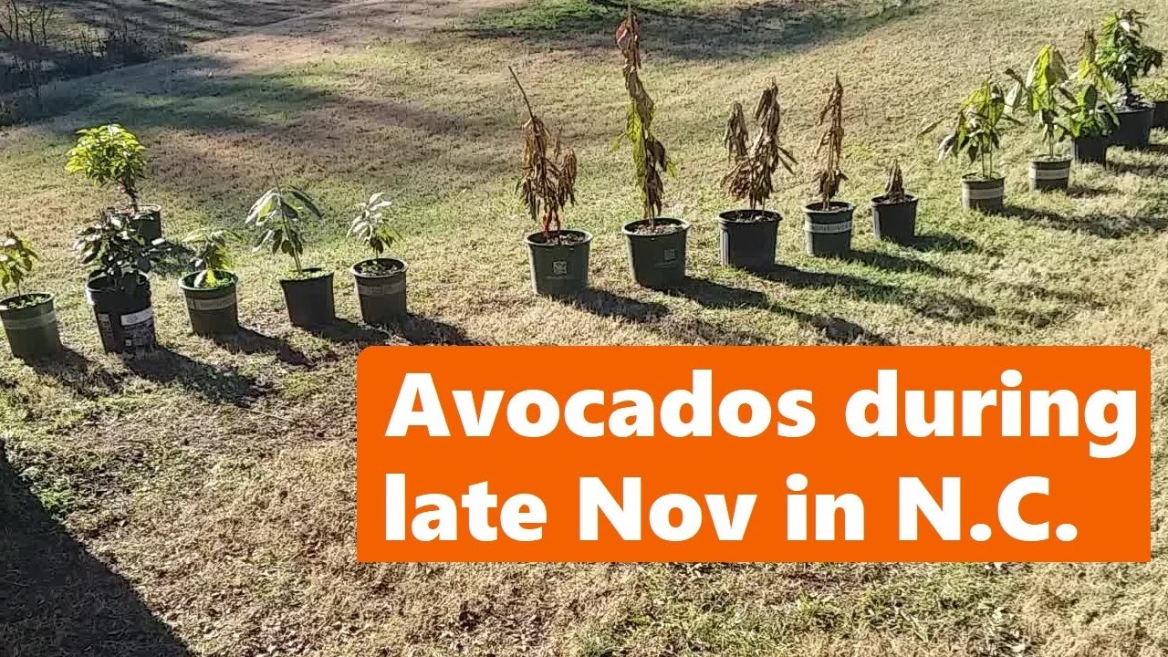 Avocados during late November in North Carolina