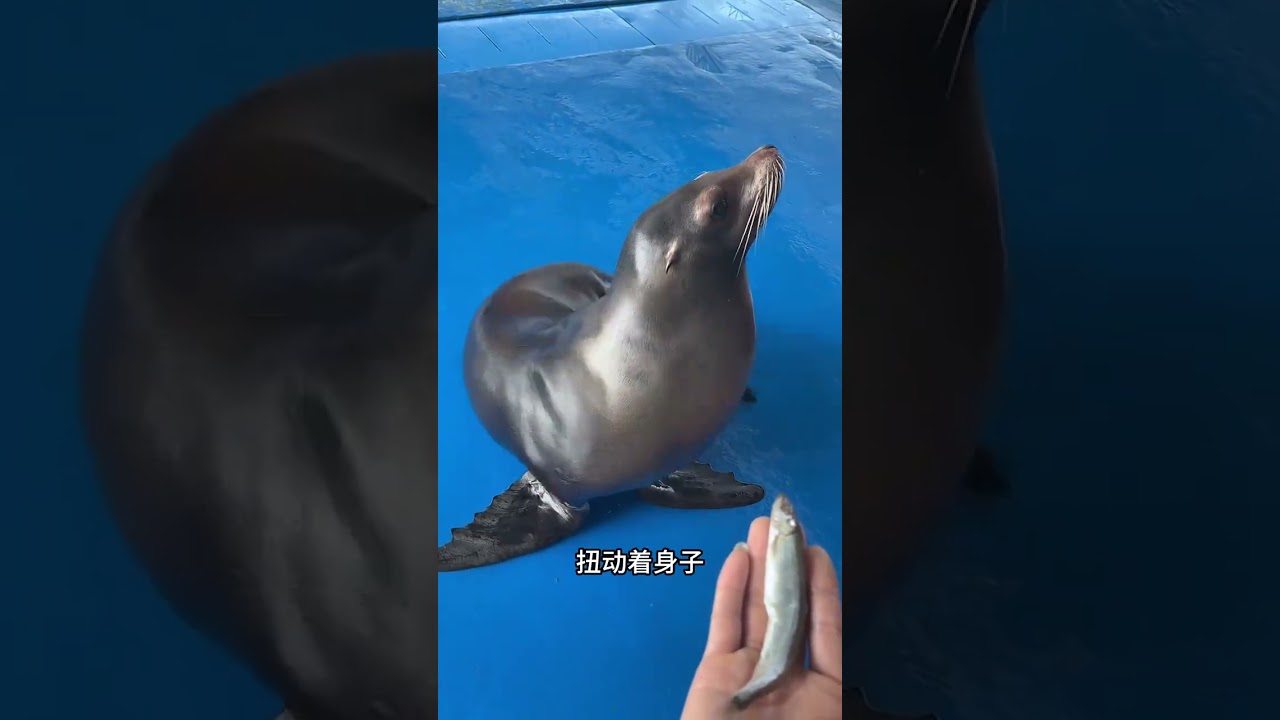 聰明的海獅和可愛的海豹 #神奇動物 #海獅 #海豹 #動物科普#動物的迷惑行爲