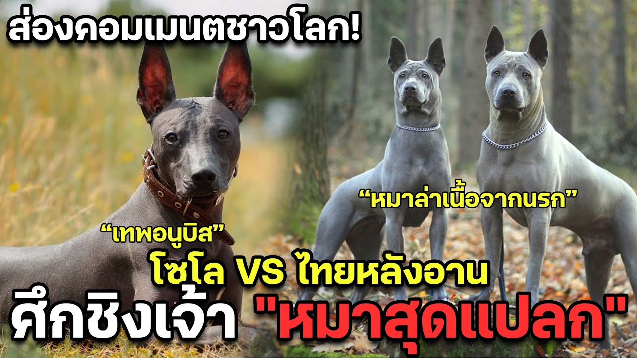 ส่องคอมเมนต์โลก! ศึกชิงเจ้า 