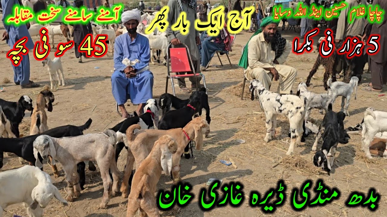 Beautiful bakra mandi dgkhan update || #zerosizebakronkimandi #bachonwalibakriyan #at #nadirbaloch 