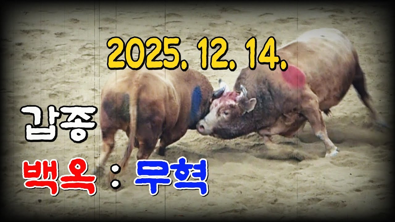 청도소싸움 2025. 12. 14.(일) 제3경기  갑종(801Kg~무제한) 백옥 / 무혁