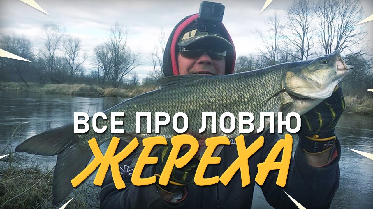 Все про ловлю жереха! Практика ловли +1