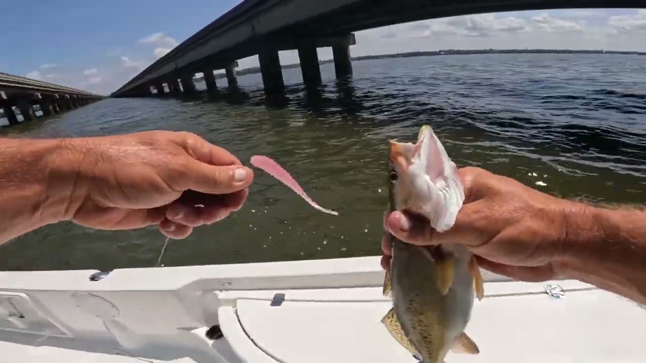 Causeway Lake Pontchartrain Specked Trout