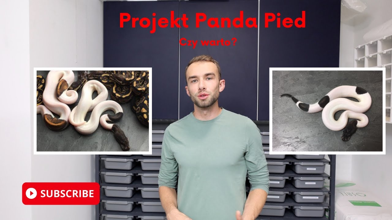 Projekt Panda Pied ball python. Czy warto?