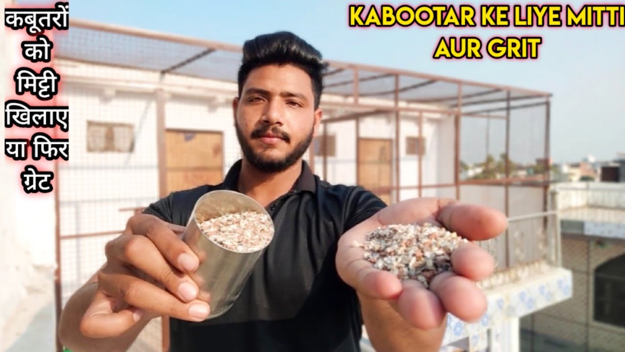KABOOTAR KE LIYE MITTI AUR GREAT || ( KABOOTARBAZI )