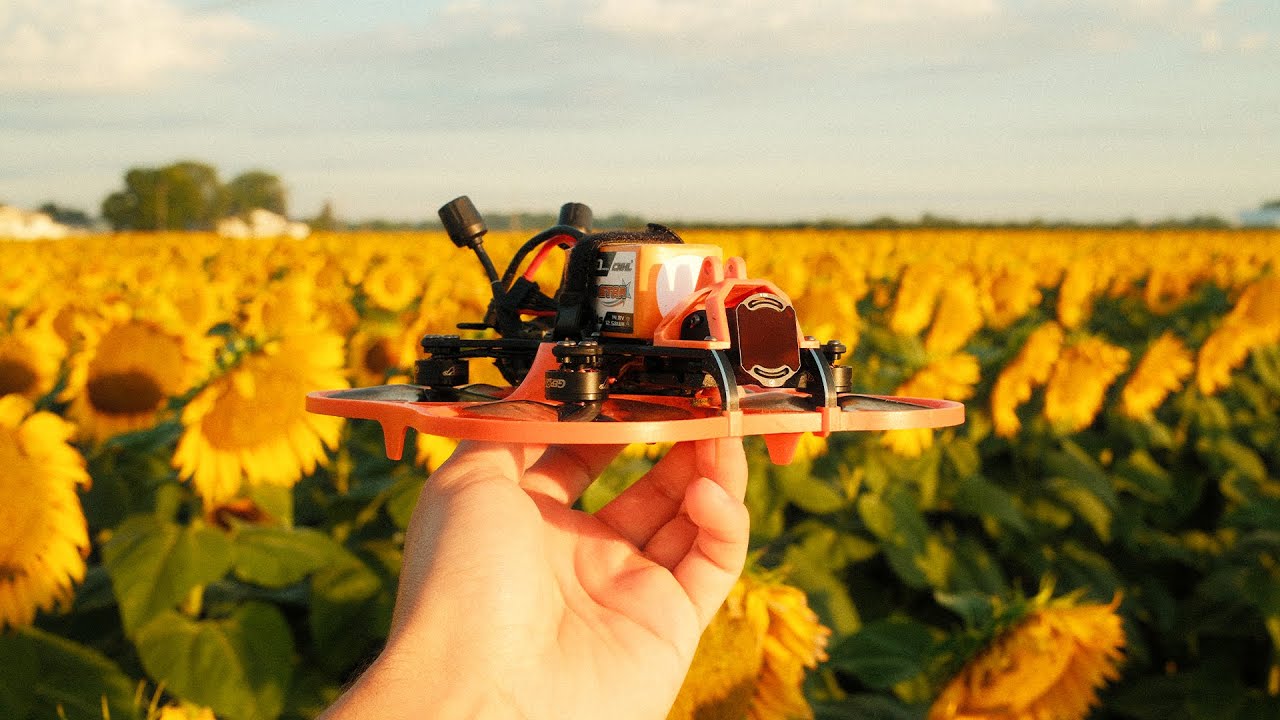 Flying FPV Over a HUGE Sunflower Field