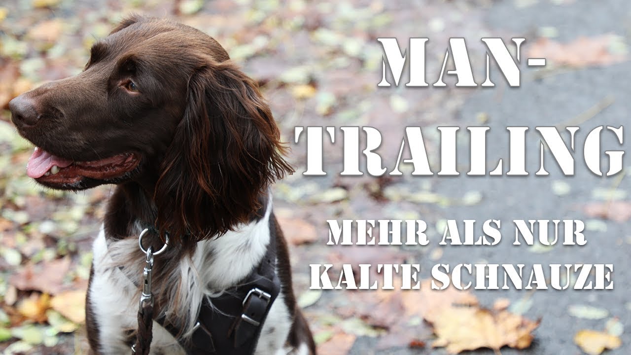 Mantrailing – mehr als nur kalte Schnauze!