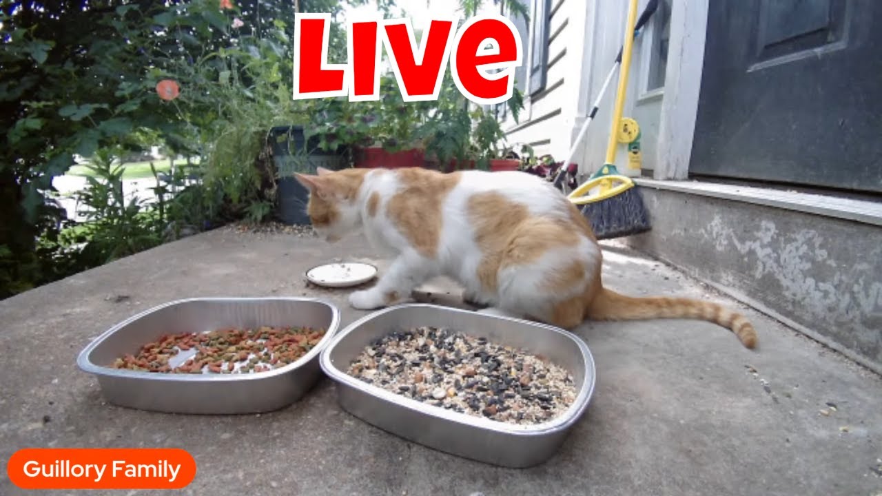 Live Bird Cam Friday!  😻