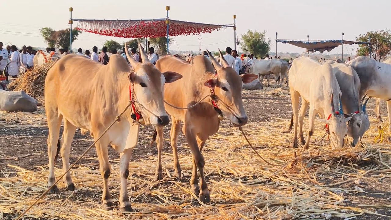 సంతెకొళ్ళూరు ఎద్దుల జాతరలో ధరలు చూడండి 2026