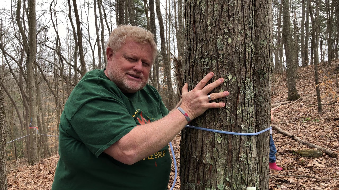 What is the difference in a Sugar Maple and Red Maple Tree?