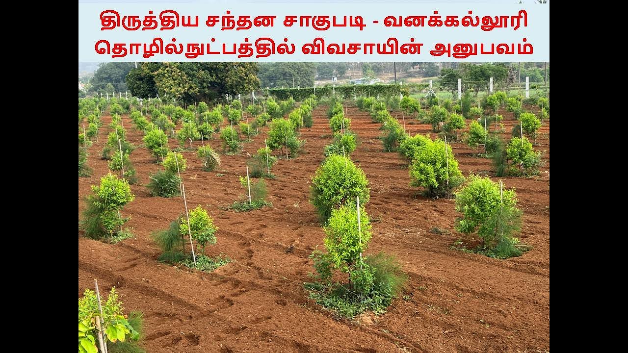 திருத்திய சந்தன சாகுபடி - வனக்கல்லூரி தொழில்நுட்பத்தில் விவசாயின் அனுபவம்