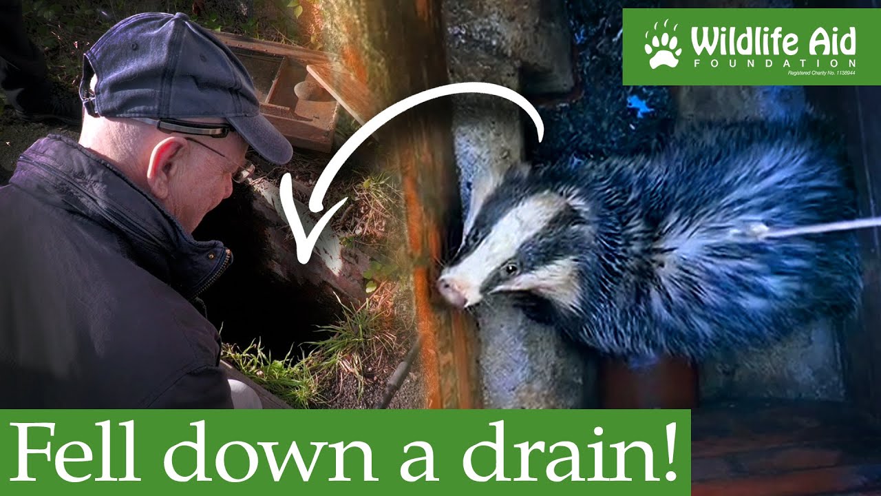Risking a bite to save a trapped badger