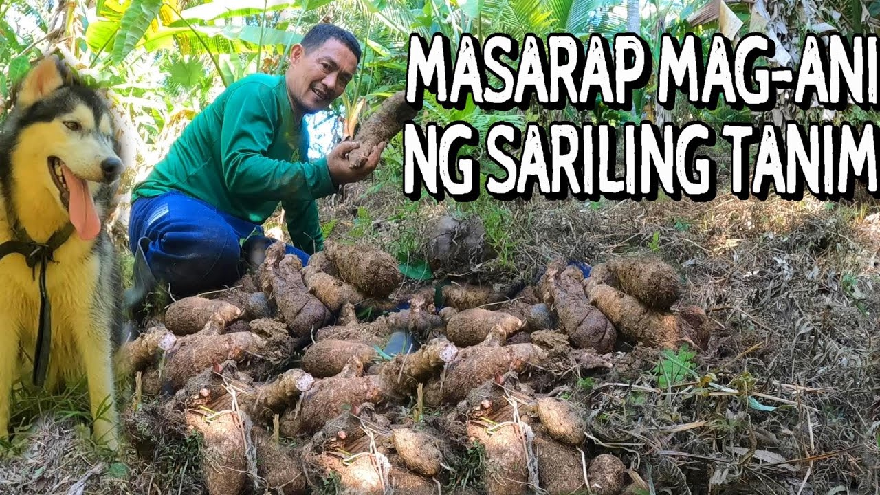 BUHAY BUKID:Pag-aani ng Galyang o Gabing San Fernando