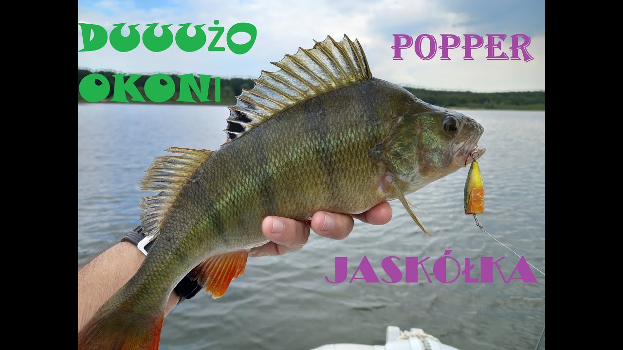 Jaskółki lekiem na OKONIE, bardzo dużo okoni na spinning