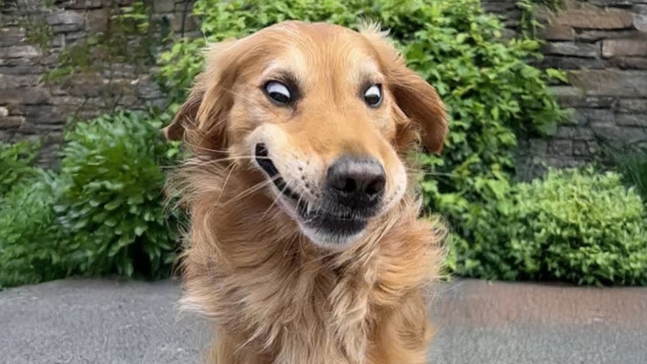 Самые смешные видео с золотистыми ретриверами всех времен 🤣🐶