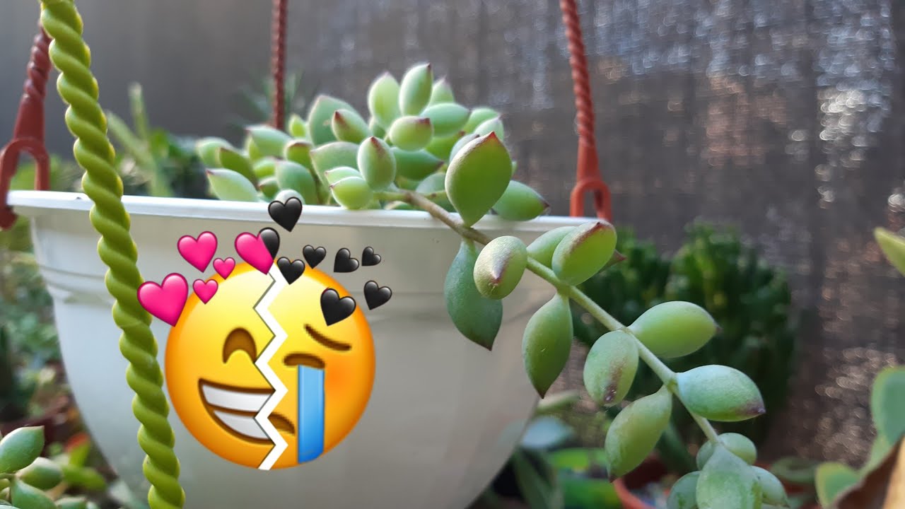 LÁGRIMAS DE ALEGRÍA EN EL JARDIN COTYLEDON PENDENS