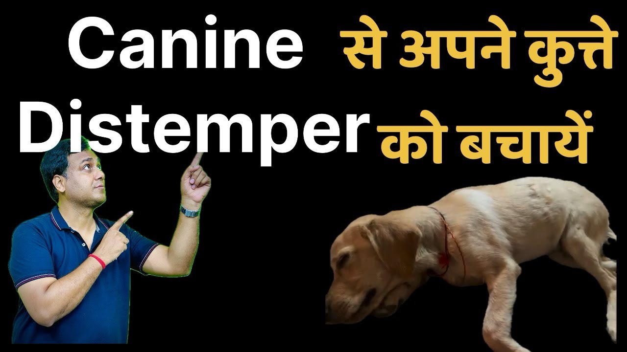 Save your dog from Canine Distemper! Know important tips and right vaccination schedule