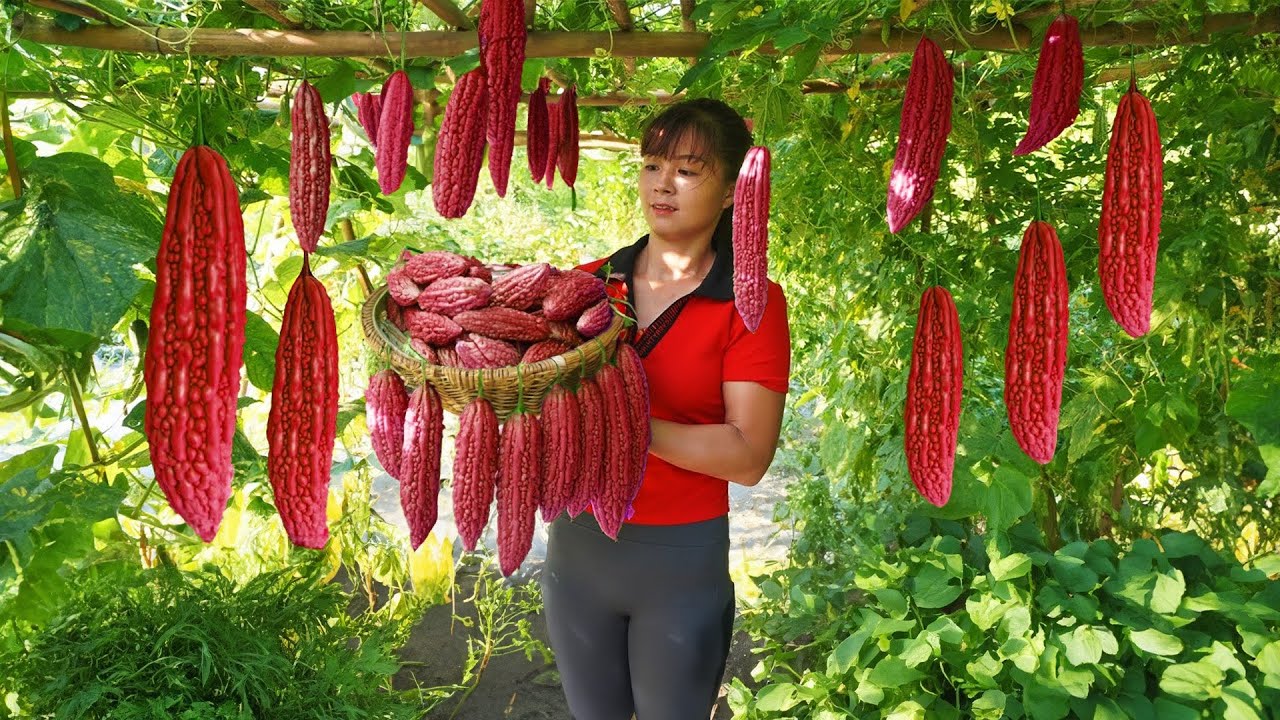 Harvesting Bitter Melon Go To Market Sell, Buy Pork Leg To Cook | Phuong Daily Harvesting
