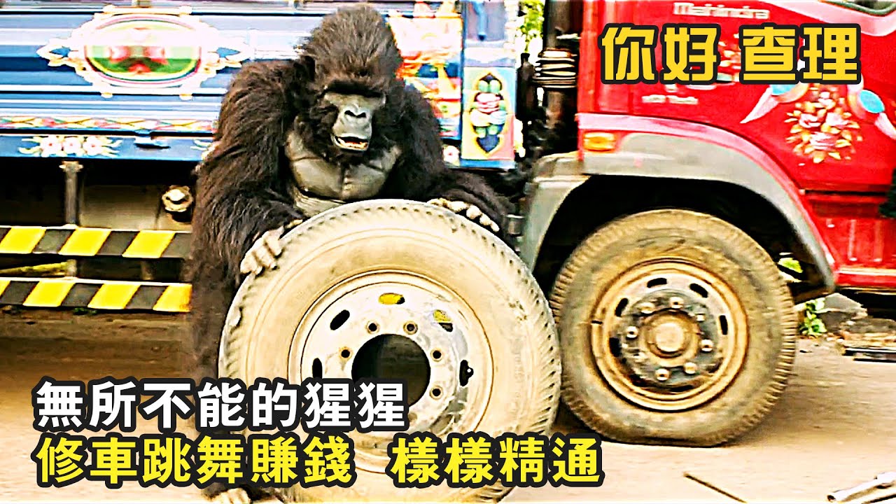 富豪欠銀行100億不還，假扮猩猩出逃，卻不料遇到個憨憨司機，爆笑喜劇《你好查理》
